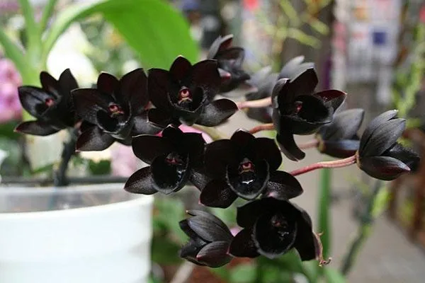 уход за черной орхидеей