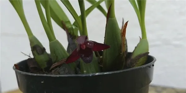 экзотичная черная орхидея: описание, особенности ухода, болезни и вредители. черная орхидея цветок фото. 2
