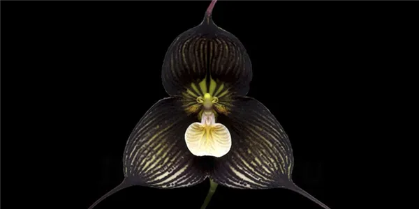 экзотичная черная орхидея: описание, особенности ухода, болезни и вредители. черная орхидея цветок фото. 3