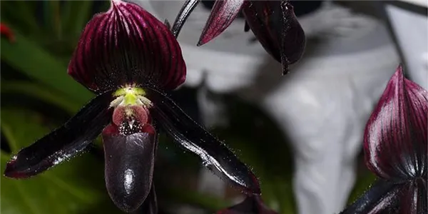 экзотичная черная орхидея: описание, особенности ухода, болезни и вредители. черная орхидея цветок фото. 5