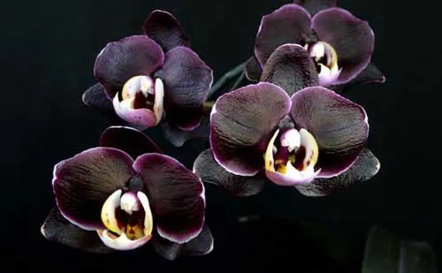 экзотичная черная орхидея: описание, особенности ухода, болезни и вредители. черная орхидея цветок фото. 6