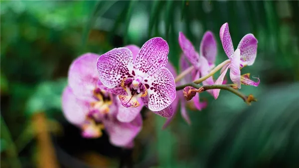 цветки орхидеи