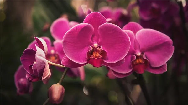 цветущая орхидея фаленопсис