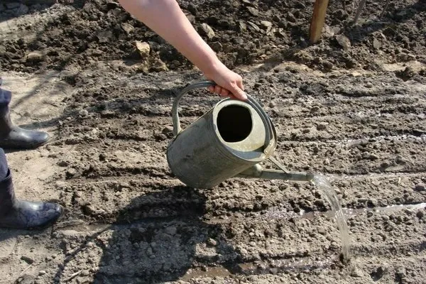 как закислить почву для гортензии: простые методы. как подкислить почву для гортензии. 9