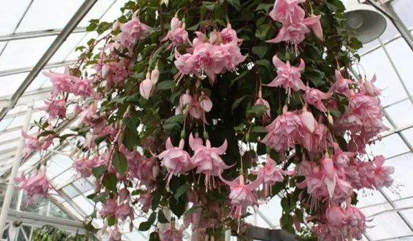 растение с розовыми цветками