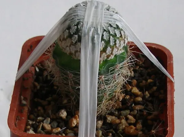 кактус: как размножать растения в домашних условиях. как размножить кактус в домашних условиях. 14