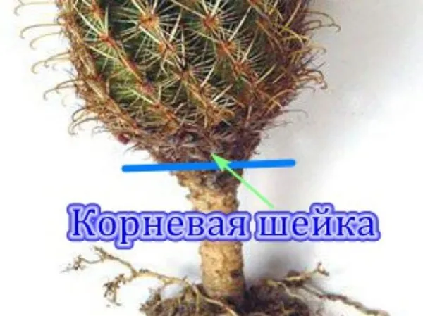 кактус: как размножать растения в домашних условиях. как размножить кактус в домашних условиях. 7