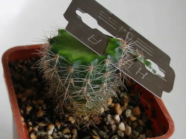 кактус: как размножать растения в домашних условиях. как размножить кактус в домашних условиях. 11