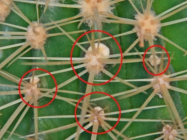 кактус: как размножать растения в домашних условиях. как размножить кактус в домашних условиях. 5