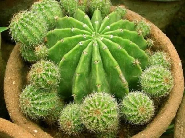 кактус: как размножать растения в домашних условиях. как размножить кактус в домашних условиях. 9