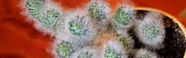 кактус: как размножать растения в домашних условиях. как размножить кактус в домашних условиях. 2