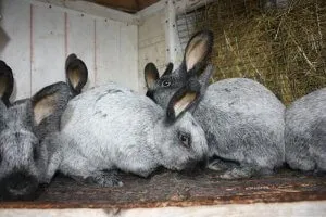  разведение кроликов шиншилла в домашних условиях