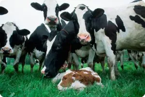 коровы на пастбище с теленком