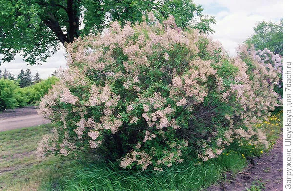 сирень китайская lilac, фото с сайта plants.gertens.com