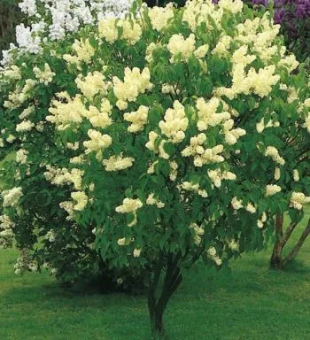 сирень обыкновенная сорт «primrose» (примроуз) фото и описание