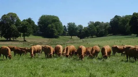 летом коровы лакомятся свежей луговой травой