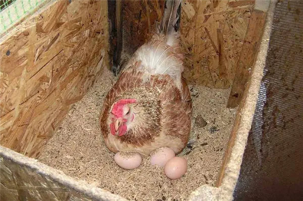 загорская курица в гнезде