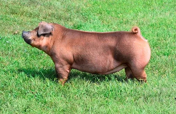 что нужно знать о свиньях породы дюрок, чтобы получать максимальную выгоду от их содержания и разведения. дюрок порода свиней характеристика фото. 2
