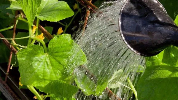 пошаговая инструкция для начинающих огородников: как поливать огурцы правильно