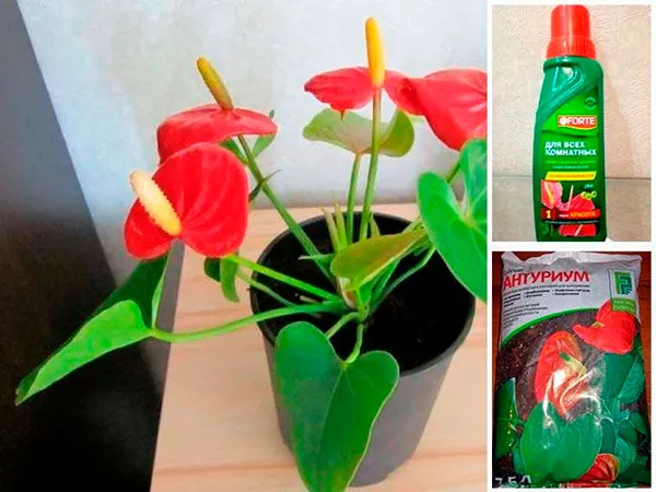 10 правил выращивания антуриума для длительного цветения. антуриум цветок уход в домашних условиях. 4