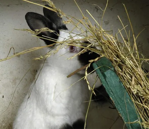 разведение кроликов в домашних условиях. кролики разведение и содержание. 4