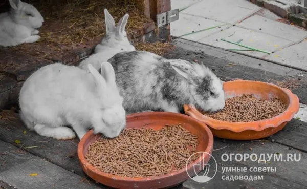 полнорационные комбикорма позволяют снабдить животных всеми необходимыми питательными и полезными веществами и упростить жизнь начинающему кролиководу