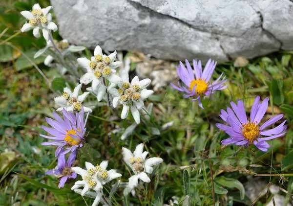 эдельвейс описание цветка фото с альпийскими астрами