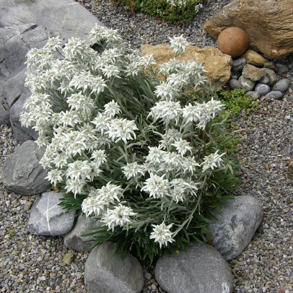 эдельвейс альпийский. эдельвейс выращивание из семян. 6