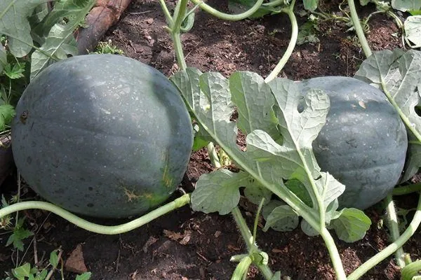 как выращивать арбузы в теплице из поликарбоната: агротехника. как вырастить арбуз в теплице. 5