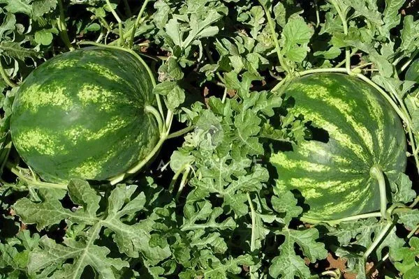 как выращивать арбузы в теплице из поликарбоната: агротехника. как вырастить арбуз в теплице. 3