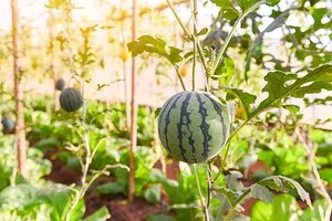 как выращивать арбузы в теплице из поликарбоната: агротехника. как вырастить арбуз в теплице. 12
