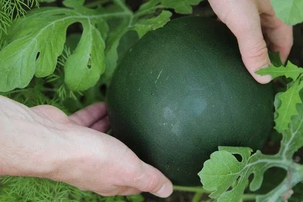 как выращивать арбузы в теплице из поликарбоната: агротехника. как вырастить арбуз в теплице. 4