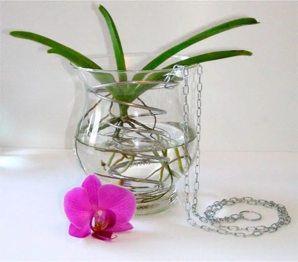 ванда: нюансы ухода за королевской орхидей. орхидея ванда уход в домашних условиях. 6