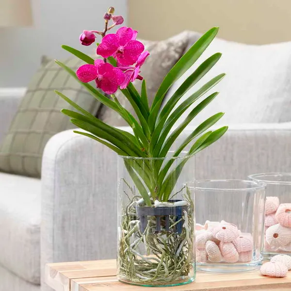 ванда: нюансы ухода за королевской орхидей. орхидея ванда уход в домашних условиях. 4