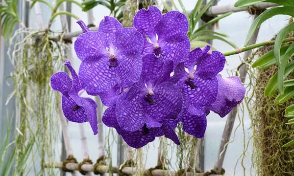 орхидея ванда. выращивание и уход.