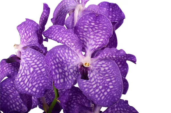 ванда орхидея