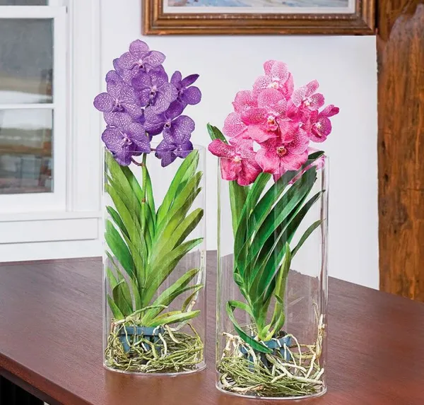 ванда: нюансы ухода за королевской орхидей. орхидея ванда уход в домашних условиях. 3