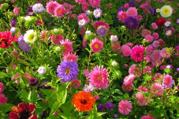 кларкия изящная: описание, выращивание из семян, фото цветов