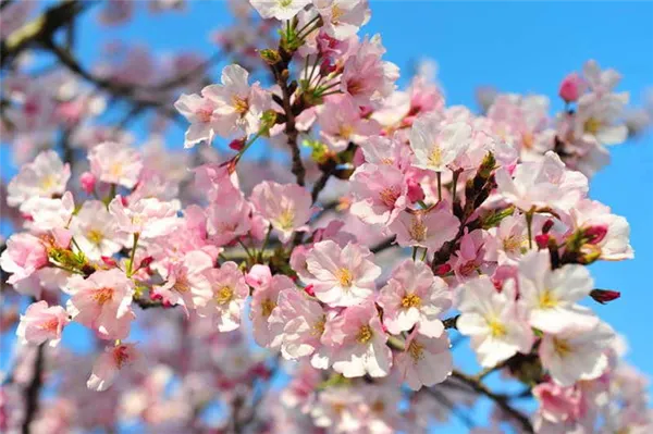 10 лучших средств для весенней подкормки вишни. чем подкормить вишню весной. 2