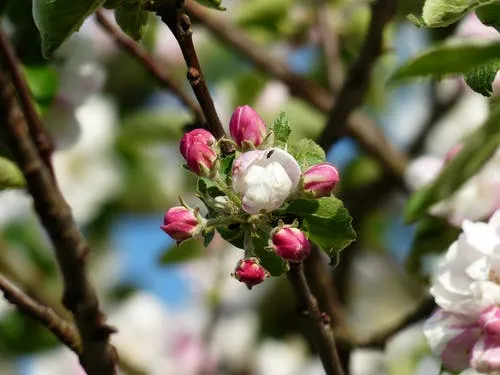 обработка яблони от болезней и вредителей. чем обработать яблони весной. 2