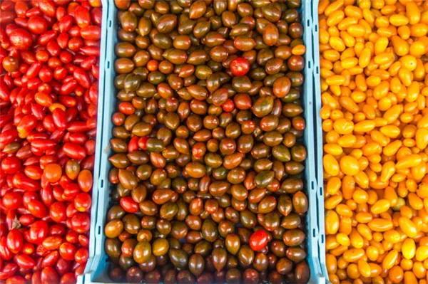 томат черный мавр – популярный сорт среди овощеводов-любителей. томат черный мавр характеристика и описание. 3