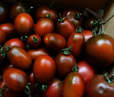 томат черный мавр – популярный сорт среди овощеводов-любителей. томат черный мавр характеристика и описание. 7