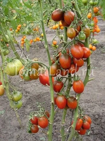 томат черный мавр отзывы фото