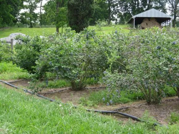 голубика садовая в сибири на даче: выращивание в открытом грунте, посадка и уход, фото. голубика садовая выращивание в сибири. 6