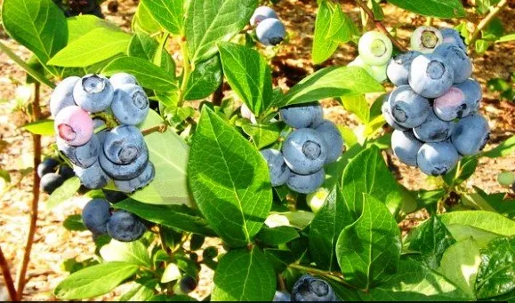 голубика садовая в сибири на даче: выращивание в открытом грунте, посадка и уход, фото. голубика садовая выращивание в сибири. 10