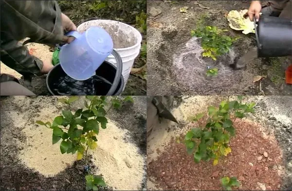 голубика садовая в сибири на даче: выращивание в открытом грунте, посадка и уход, фото. голубика садовая выращивание в сибири. 4