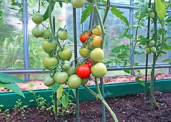фото томатов в теплице