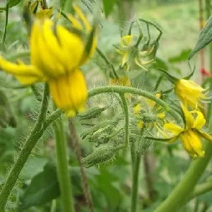 правила подкормки помидоров в теплице: какие удобрения и когда использовать для получения богатого урожая