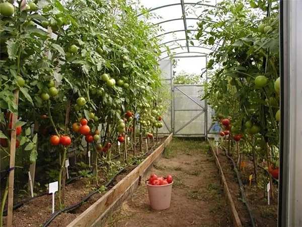 выращивание томатов в теплице