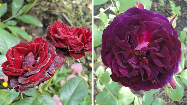 темноокрашенным розам полуденное солнце вредит. слева сорт black baccara (meilland), справа - munstead wood (d. austin). фото автора
